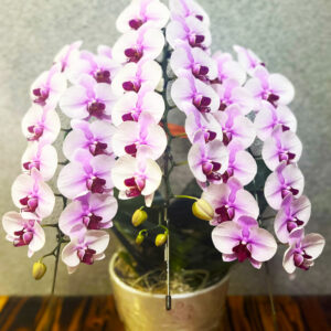 【贈答用】胡蝶蘭（赤リップ）大輪 3本 30輪～40輪