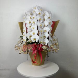 【贈答用】胡蝶蘭（白）大輪40輪〜45輪