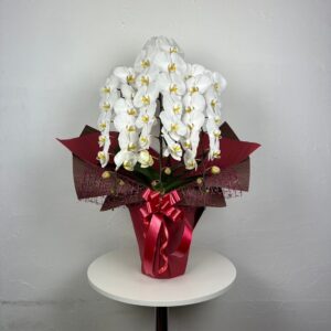【贈答用】胡蝶蘭（白）38輪〜42輪