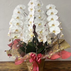 【贈答用】胡蝶蘭 白 5本立て｜大輪55〜62輪の圧倒的存在感