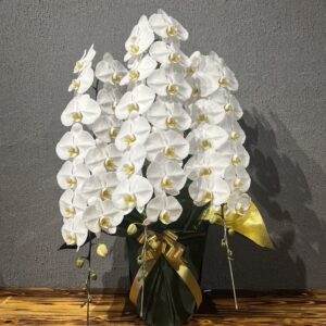 【贈答用】胡蝶蘭 白｜大輪45〜48輪・3本立て｜上品で華やかな贈り物