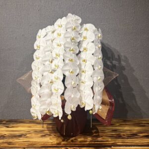 【贈答用】胡蝶蘭 白 大輪ロング｜圧倒的な存在感の54輪以上