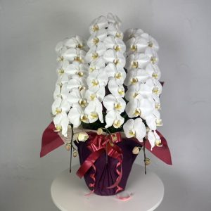 【贈答用】胡蝶蘭 白｜大輪48〜52輪（つぼみ含む）｜長く楽しめる贈り物