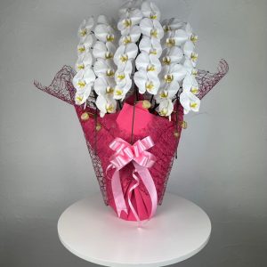 【贈答用】胡蝶蘭 白｜上品で飾りやすい大輪38〜42輪・3本立て