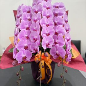 【贈答用】胡蝶蘭ピンク｜気品あふれるピンク大輪｜48～54輪