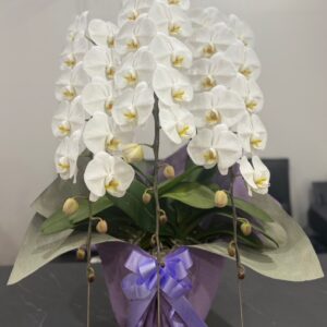【贈答用】胡蝶蘭 白｜気品あふれる大輪40〜45輪・3本立て｜