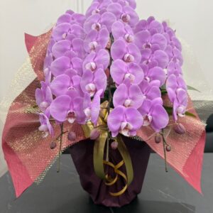 【贈答用】胡蝶蘭（優雅で上品な印象のピンク）42～48輪