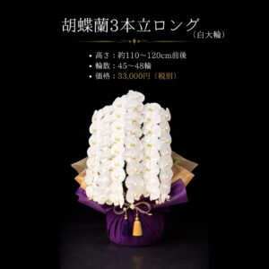 熊本配送対応｜胡蝶蘭 3本立 ロング 大輪 白 約110〜120cm（45〜48輪）｜開店祝い・法人ギフト