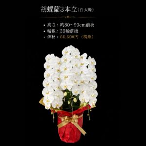 熊本配送対応｜胡蝶蘭 3本立 大輪 白 約80〜90cm（39輪前後）｜開店祝い・法人ギフト