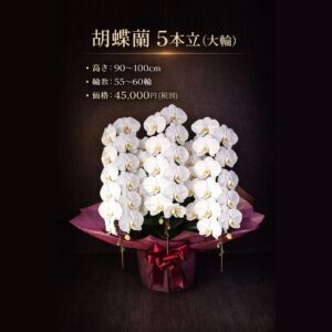 熊本配送対応｜胡蝶蘭 5本立（白大輪）｜55〜60輪｜開店祝い・法人ギフト