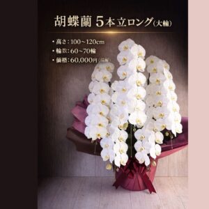 熊本配送対応｜胡蝶蘭 5本立ロング（白大輪）｜60〜70輪｜開店祝い・法人ギフト