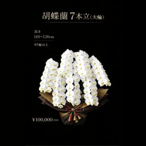 熊本配送対応｜胡蝶蘭 7本立（大輪）｜95輪以上｜開店祝い・法人ギフト