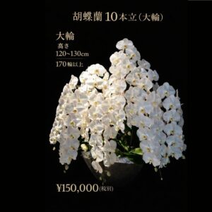 熊本配送対応｜胡蝶蘭 10本立（大輪）｜170輪以上｜開店祝い・法人ギフト