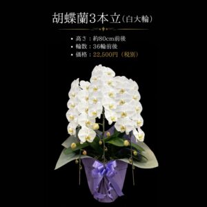 熊本配送対応｜胡蝶蘭 3本立 大輪 白 約80cm（36輪前後）｜開店祝い・法人ギフト