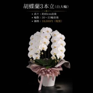 熊本配送対応｜胡蝶蘭 3本立 大輪 白 約80cm（30〜33輪）｜開店祝い・法人ギフト