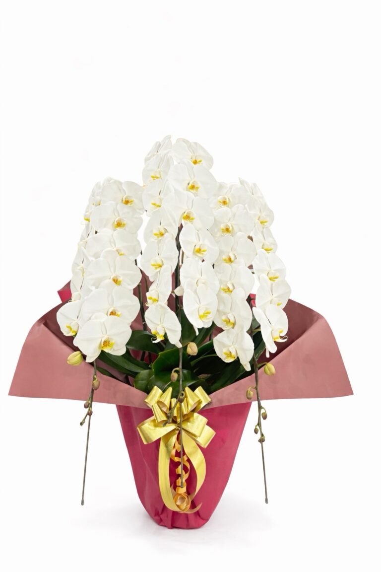 X'mas Flower Gift